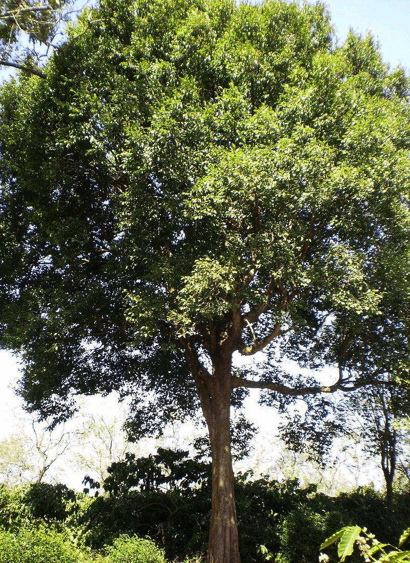 Hình ảnh cây Konia
